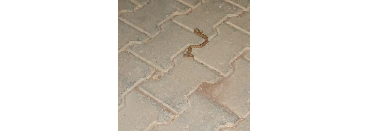 Güneyşehir 7. Etap'ta Yılan Paniği! Vatandaşlar Acil İlaçlama İstiyor